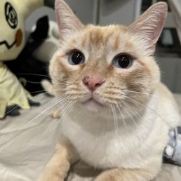 Cute kitty