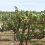 Photo of Horizon's Edge Winery