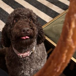 My dog drooling while dreaming about Don Churros!