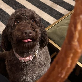 Don Churros Gomez - My dog drooling while dreaming about Don Churros! - Desserts Near Me - Santa Ana , California