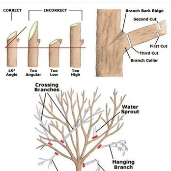 Coastal Tree Experts - Tree Services Near Me - Morro Bay, California
