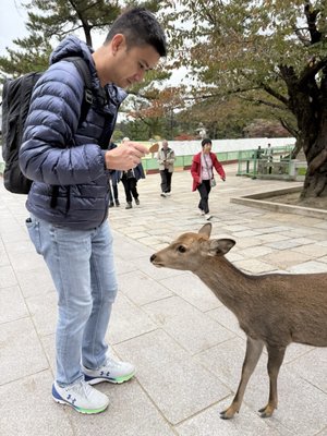 Nara Park by null