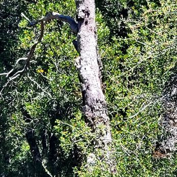 Green Valley Picnic & Campground - A Woodpecker in Action - Campgrounds Near Me - Descanso, California Green Valley Picnic & Campground - A Woodpecker in Action - Campgrounds Near Me - Descanso, California