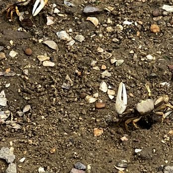 A casa... - Tiny crabs along the marina - Bakeries Near Me - Tavira, 08 A casa... - Tiny crabs along the marina - Bakeries Near Me - Tavira, 08