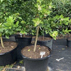 Pokey's Citrus Nursery - They have a variety of cocktail trees