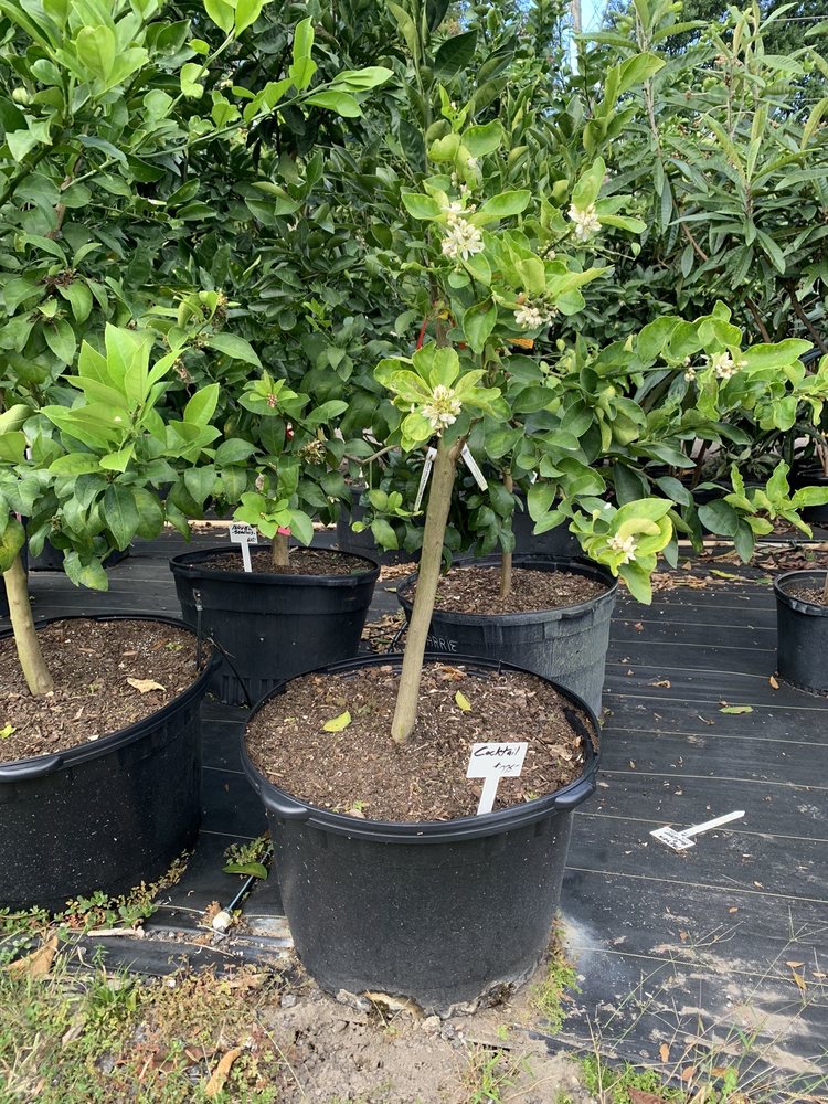 POKEY’S CITRUS NURSERY Updated October 2024 21 Photos & 12 Reviews