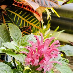 Lamberton Conservatory
