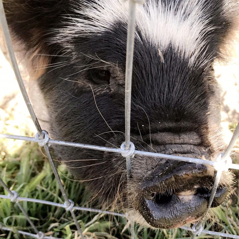 Folded Hills - Farmstead - Cutest little pigs - Farms Near Me - Gaviota, California Folded Hills - Farmstead - Cutest little pigs - Farms Near Me - Gaviota, California