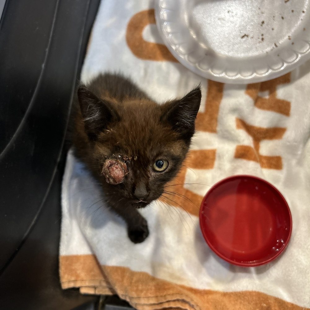 24/7 PetVets - This was the kitten - Emergency Pet Hospital Near Me - Fresno, California 24/7 PetVets - This was the kitten - Emergency Pet Hospital Near Me - Fresno, California