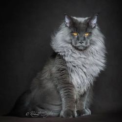 Becky's Cat Services