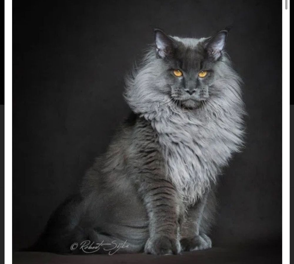 Becky's Cat Services - pet boarding facility in Placerville, CA