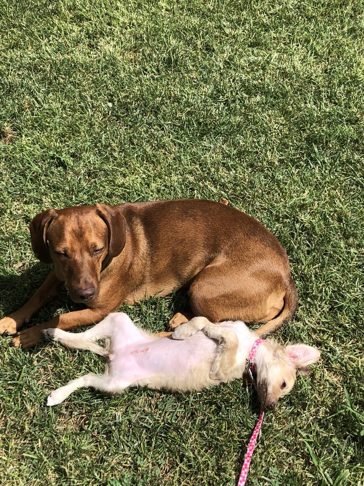 Mostly Mutts Pet Sitting - pet boarding facility in Phoenix, AZ