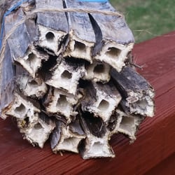 Ecotect Pest Elimination - Made a home for native  mason bees out of plant stems.Will see if they use it this season.