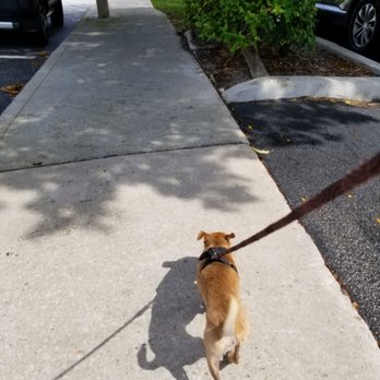 First Paw Academy - Power Walk.. - Pet Training Near Me First Paw Academy - Power Walk.. - Pet Training Near Me