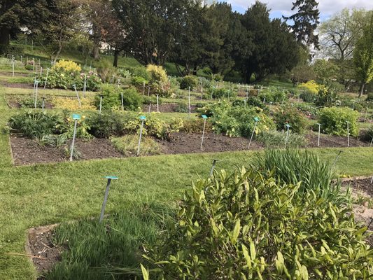 Botaniska trädgården by null