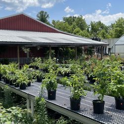 Lavern's Country Market - Come here in the spring for all your garden plants!