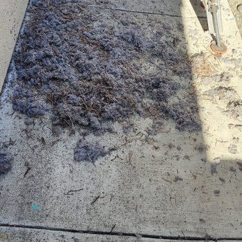 Jimmy G's Services - Birds nest in a dryer duct - Air Duct Cleaning Near Me Jimmy G's Services - Birds nest in a dryer duct - Air Duct Cleaning Near Me
