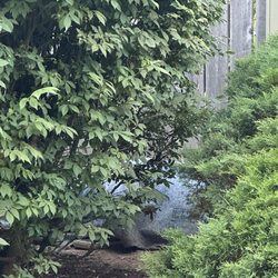 American Property Management - Homeless man sleeping in the bush outside our unit