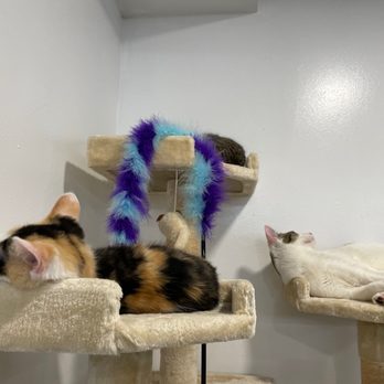 Meow Parlour - Animal Shelters Near Me - New York, New York Meow Parlour - Animal Shelters Near Me - New York, New York