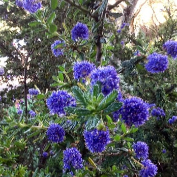 Old Crocker Inn - Ceanothus (native) in bloom. - Bed & Breakfast Near Me - Cloverdale, California Old Crocker Inn - Ceanothus (native) in bloom. - Bed & Breakfast Near Me - Cloverdale, California