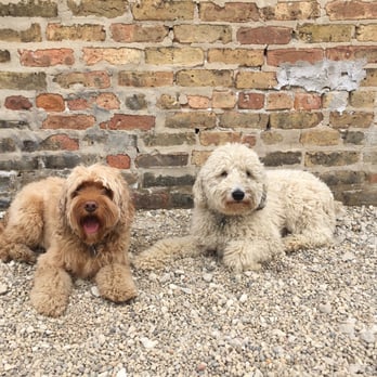 Fido's K9 - Pet Sitting Near Me - Chicago, Illinois