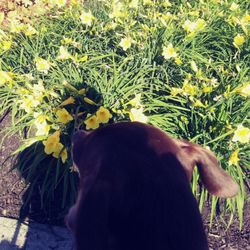Nora Shops West - Sniffing flowers on the Trail that goes nowhere.