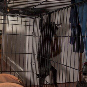 4 Cats and a Cradle - Pet Sitting Near Me 4 Cats and a Cradle - Pet Sitting Near Me