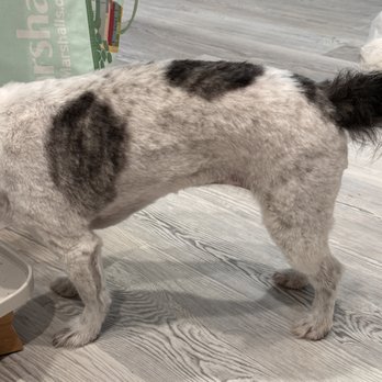 Fresh Paws on the Go - Pet Groomers Near Me
