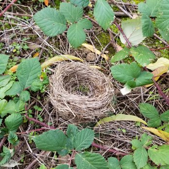 Douglas Farm - Came across this bird nest in the orchards - Farmers Market Near Me - Portland, Oregon Douglas Farm - Came across this bird nest in the orchards - Farmers Market Near Me - Portland, Oregon
