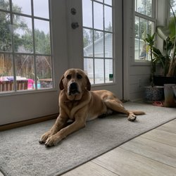 Fulford Heating & Cooling - We love our furry friends