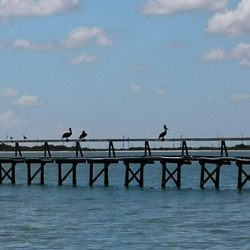 Baffin Bay Seafood - Before or after eating at Baffin Bay, sometimes I walk around to the back to check out the wildlife. Brown Pelicans!