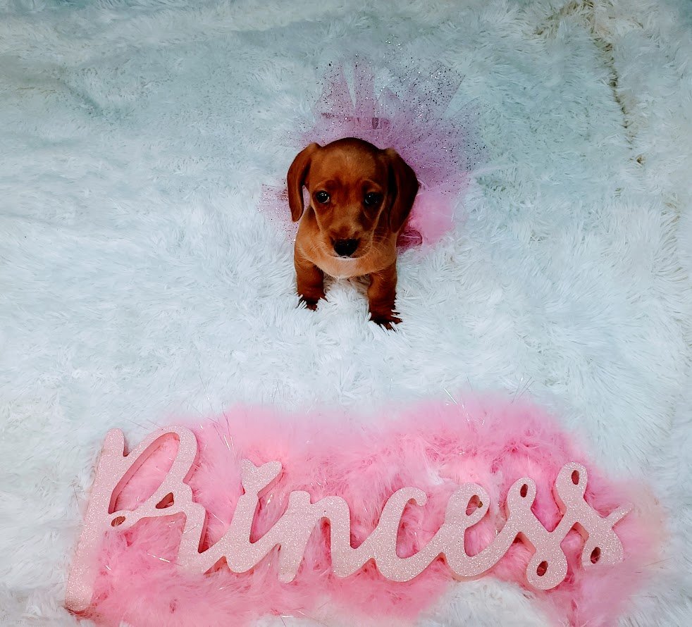 DOG DYNASTY 607 W 10th St, Metropolis, Illinois Pet Breeders Phone Number Yelp