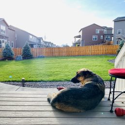 a dog laying on a deck