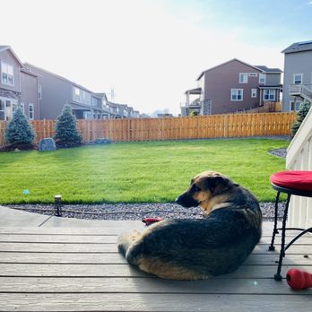 Grassbusters - a dog laying on a deck - Lawn Services Near Me