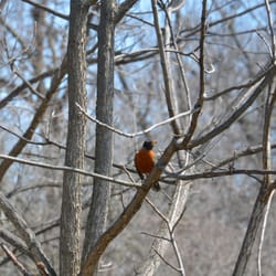 Greenbelt Forest Preserve - Birds coming out in mid Spring.