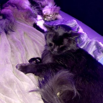 Summer Street Cat Clinic, PC - Veterinarians Near Me - Buffalo, New York