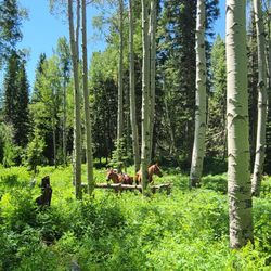 Avalanche Outfitters at Redstone Stables