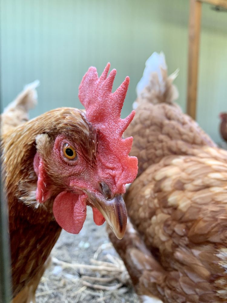 Faith Farm - equestrian in Redmond, WA