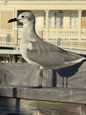 Sunset Pier by null Sunset Pier by null