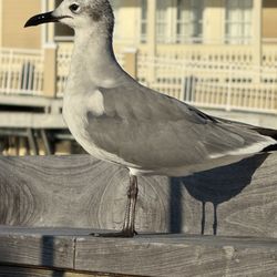 Sunset Pier - He joined the fun.