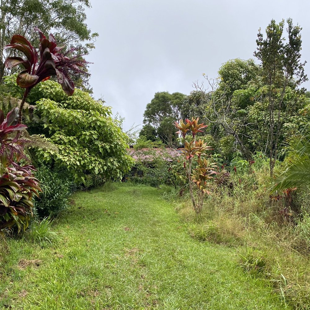 Big Island Tea - a grassy path surrounded by tropical vegetation - Tea Rooms Near Me - Mountain View, Hawaii Big Island Tea - a grassy path surrounded by tropical vegetation - Tea Rooms Near Me - Mountain View, Hawaii