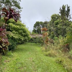 Big Island Tea