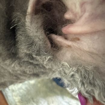 Happy Dog Spa - Dirty ear - Pet Groomers Near Me - Johns Creek, Georgia