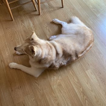 LaunderMutt - After. - Pet Groomers Near Me - Concord, California LaunderMutt - After. - Pet Groomers Near Me - Concord, California
