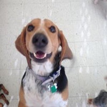 Playful Paws - Pet Training Near Me - Radcliff, Kentucky Playful Paws - Pet Training Near Me - Radcliff, Kentucky