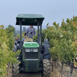 Monticello Vineyards - Harvest