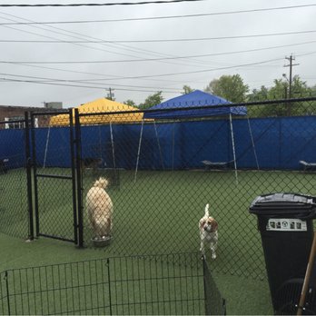 Dog Hill - Dog Play Area - Pet Services Near Me - Nanuet, New York