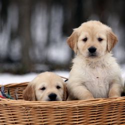 Sorrel Mountain Retrievers