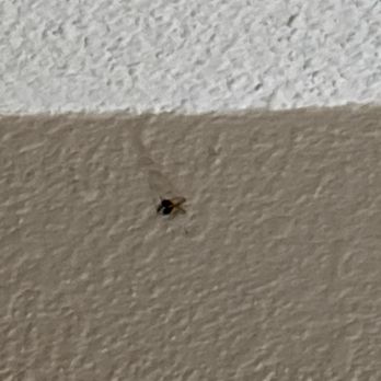 Capital Plaza Hotel - Bugs in room - Hotels Near Me - Frankfort, Kentucky Capital Plaza Hotel - Bugs in room - Hotels Near Me - Frankfort, Kentucky