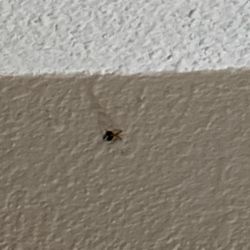 Capital Plaza Hotel - Bugs in room